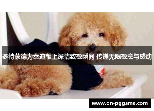 多特蒙德为泰迪献上深情致敬瞬间 传递无限敬意与感动
